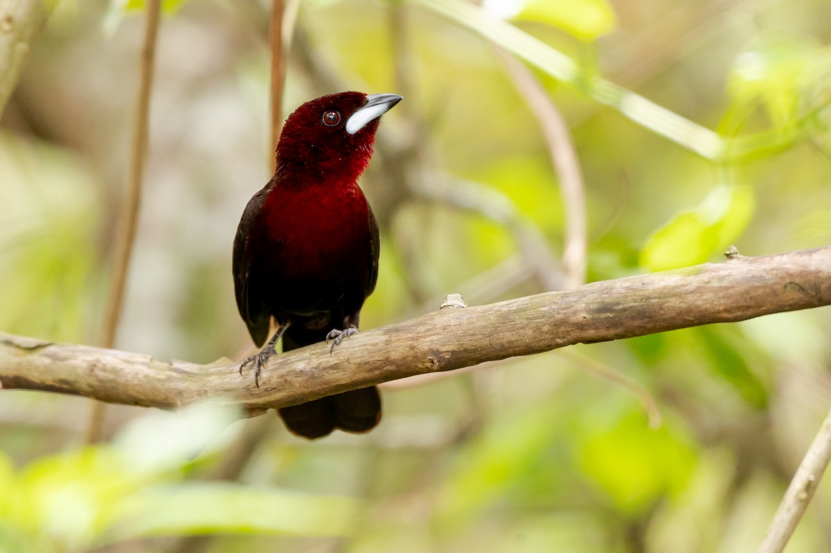 Silver-beaked Tanager - ML644708918