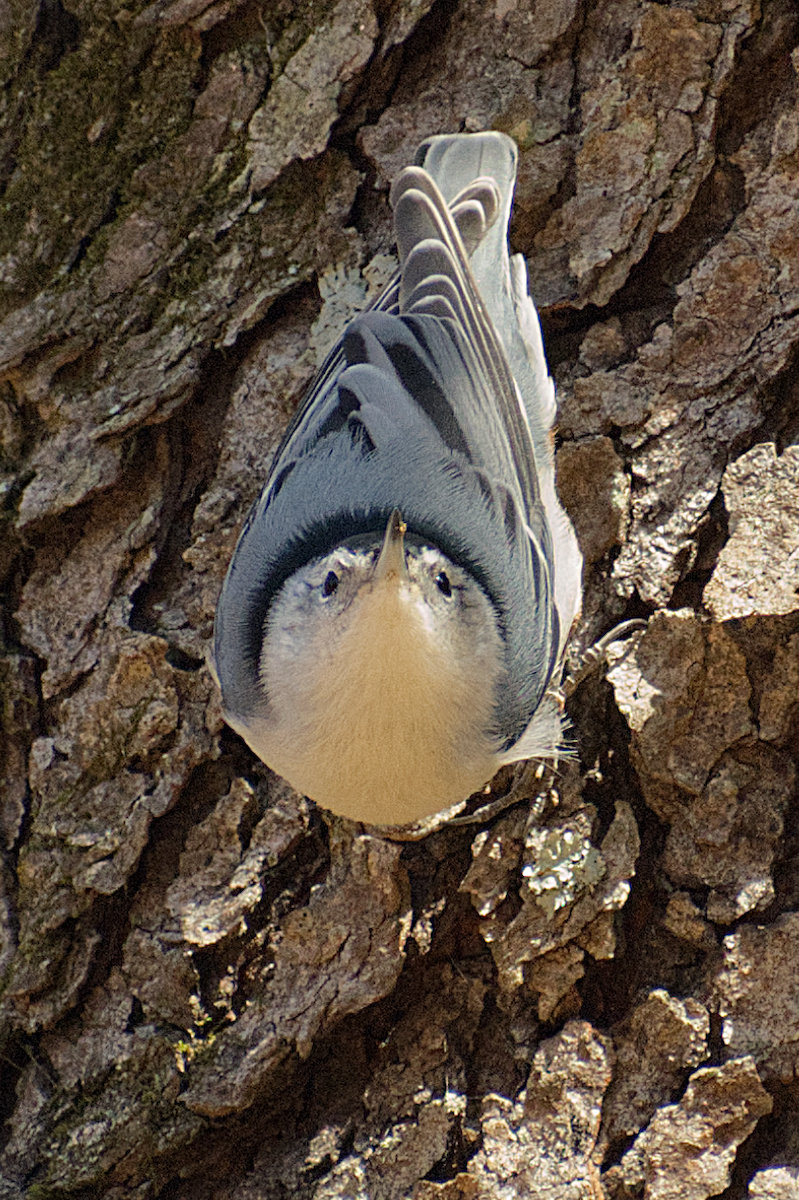 White-breasted Nuthatch - ML644708922