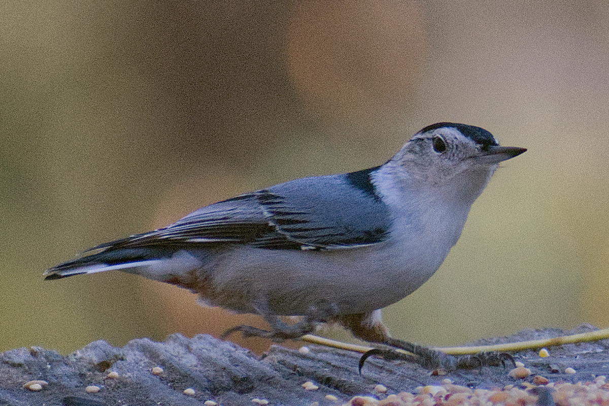 White-breasted Nuthatch - ML644708923