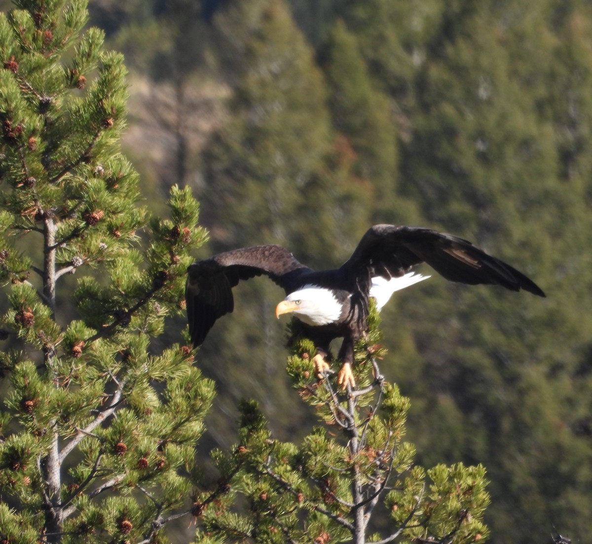 Bald Eagle - ML644708925
