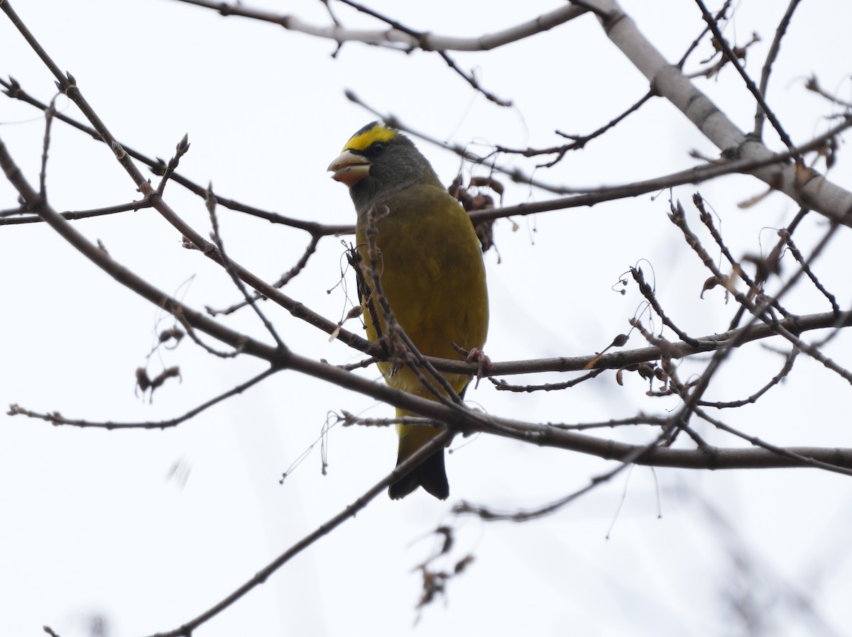 Evening Grosbeak - ML644708926