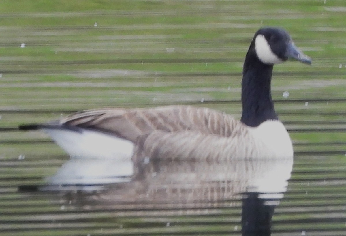 berneška velká - ML644708930