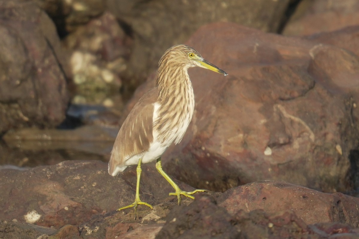 Paddyreiher - ML644708931