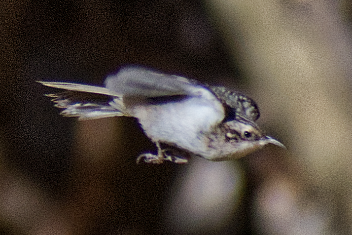 Grimpereau brun - ML644708935