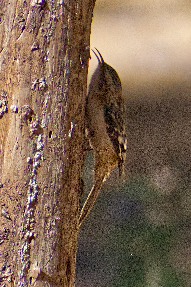 Grimpereau brun - ML644708936