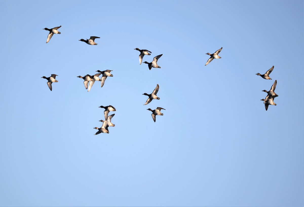 環頸潛鴨 - ML644708937