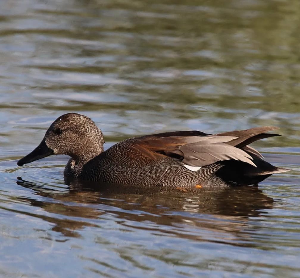 Gadwall - ML644708941
