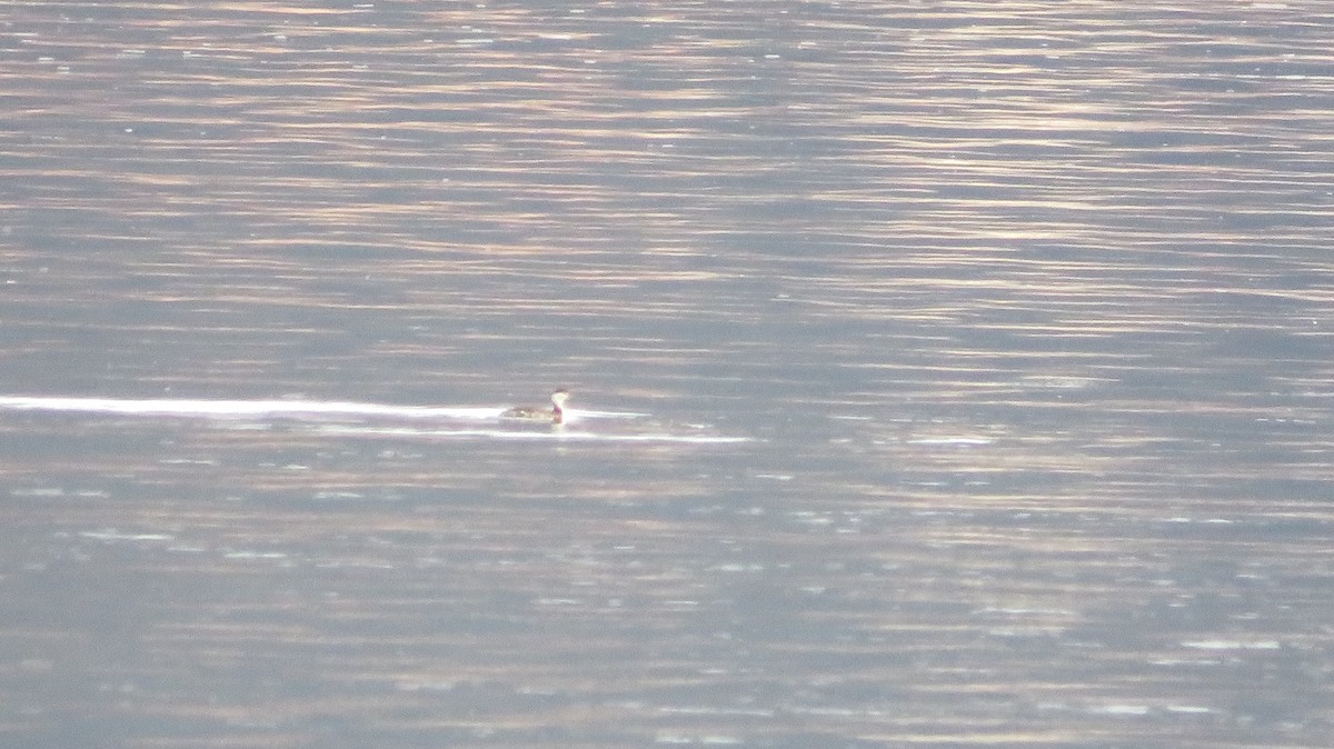 Grèbe esclavon - ML644708944