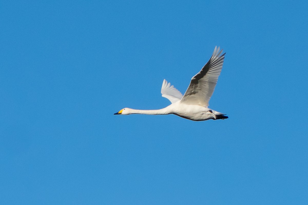 Cygne chanteur - ML644708950