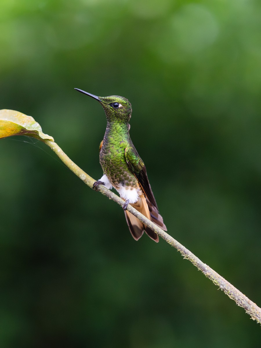 Colibri flavescent - ML644708951