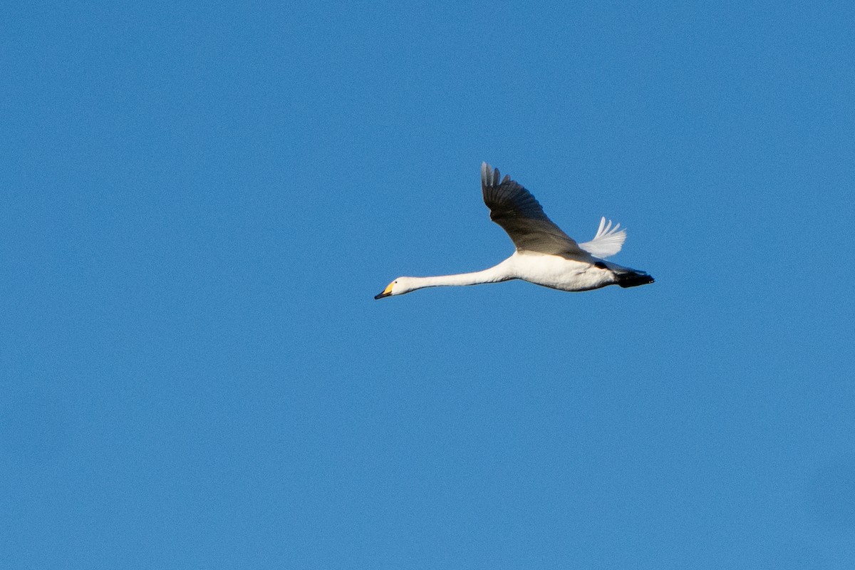 Cygne chanteur - ML644708953