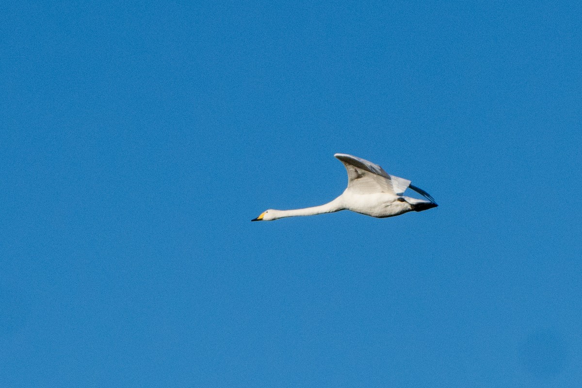 Cygne chanteur - ML644708954