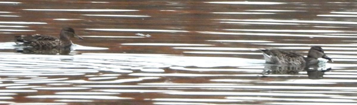 Sarcelle d'hiver - ML644708955