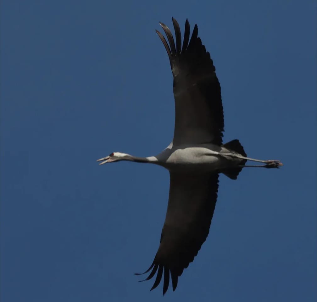 Grue cendrée - ML644708956