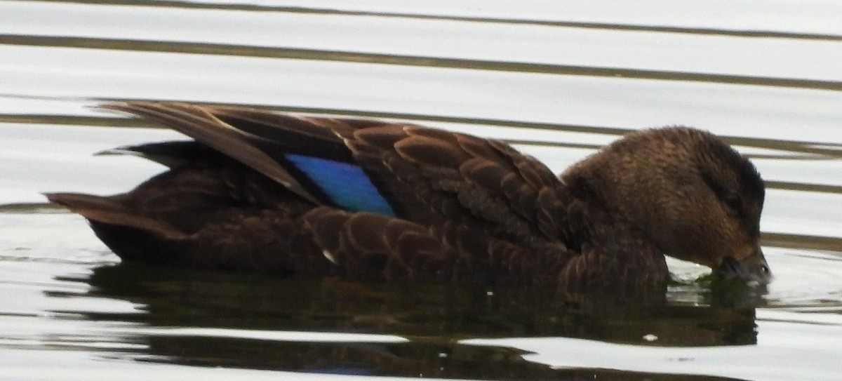 Canard noir - ML644708960