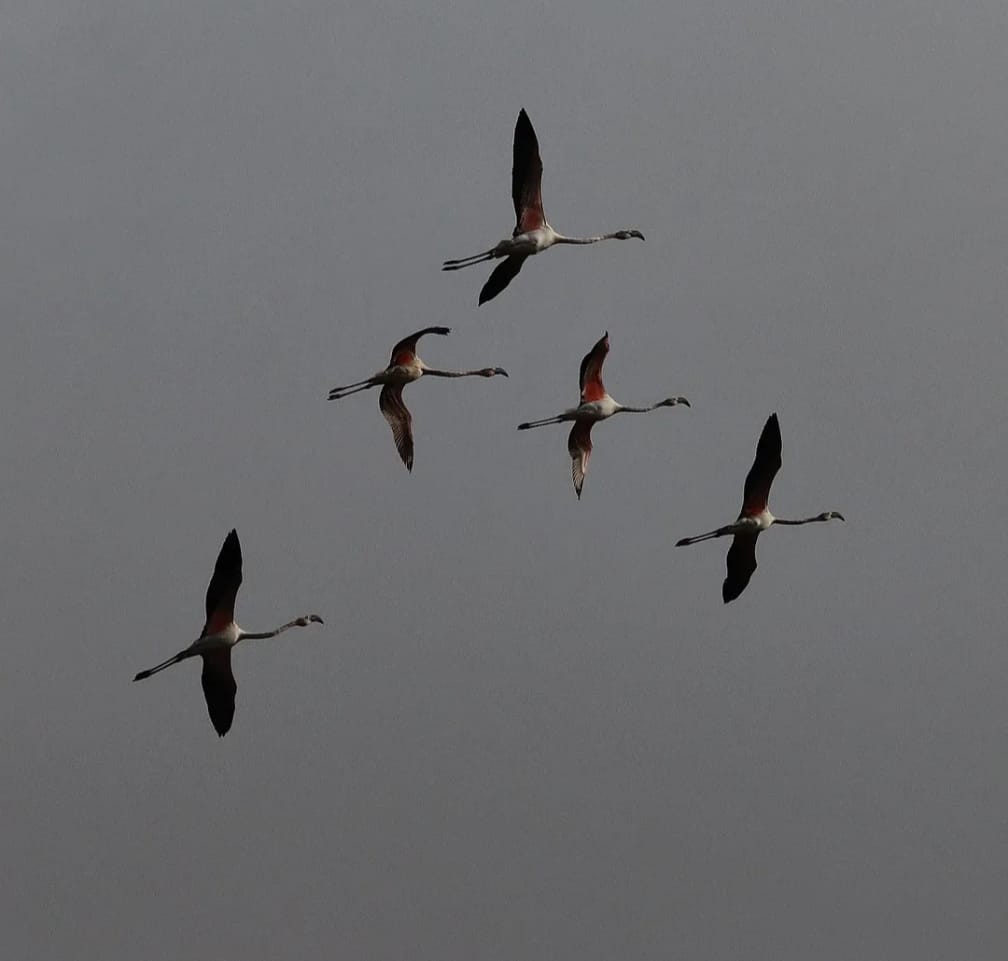 Flamant rose - ML644708961