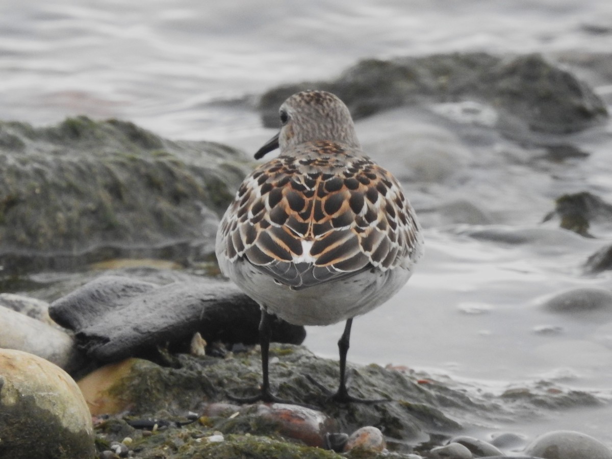 Weißbürzel-Strandläufer - ML644708962