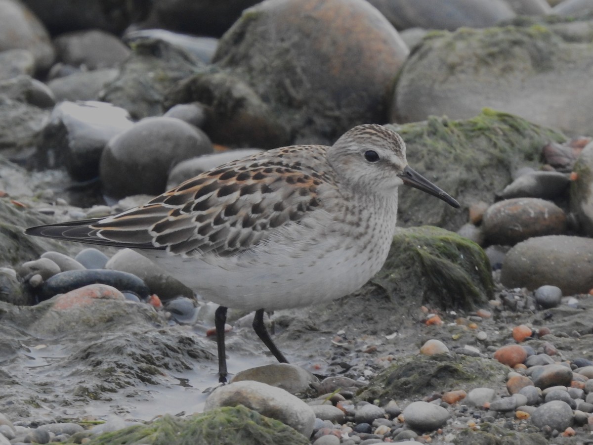 Weißbürzel-Strandläufer - ML644708963