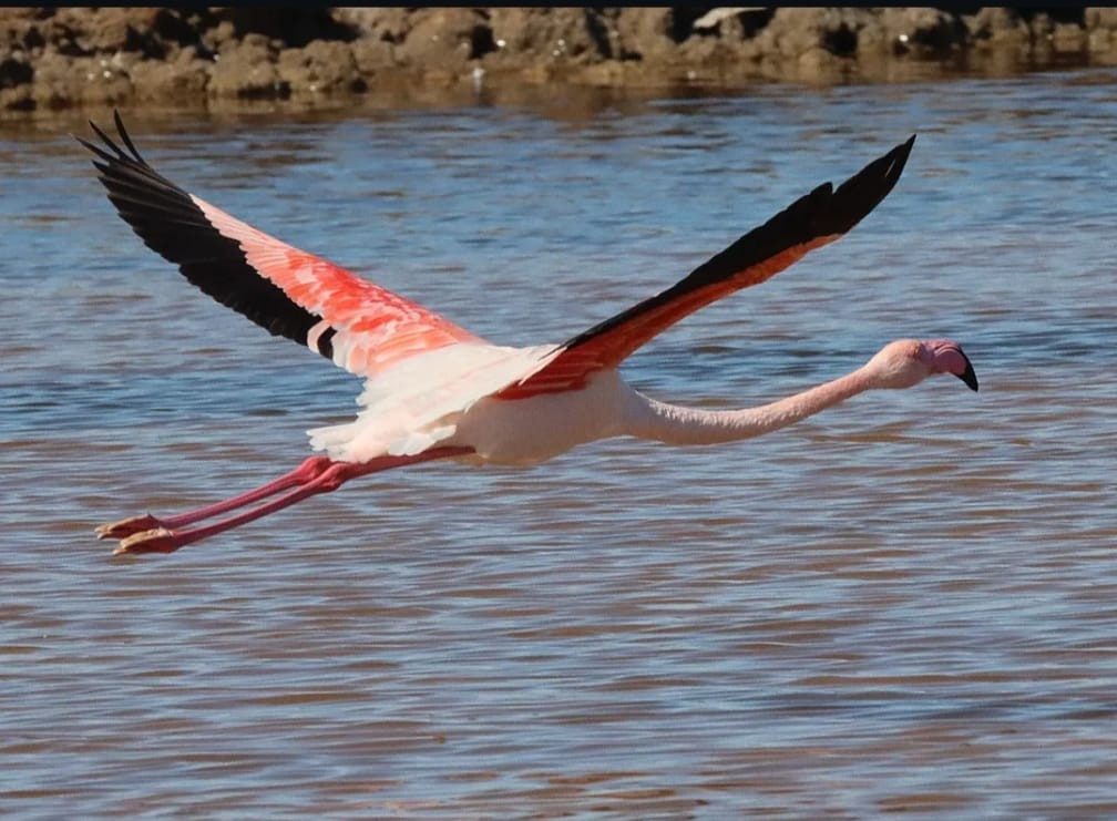 Flamant rose - ML644708964
