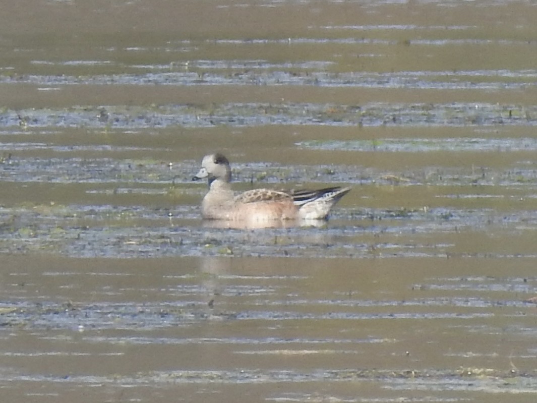 Canard d'Amérique - ML644708967