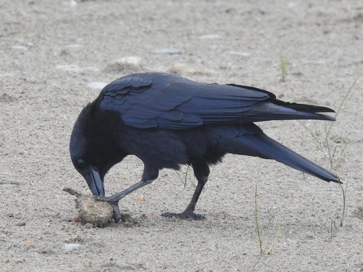 Corneille d'Amérique - ML644708975