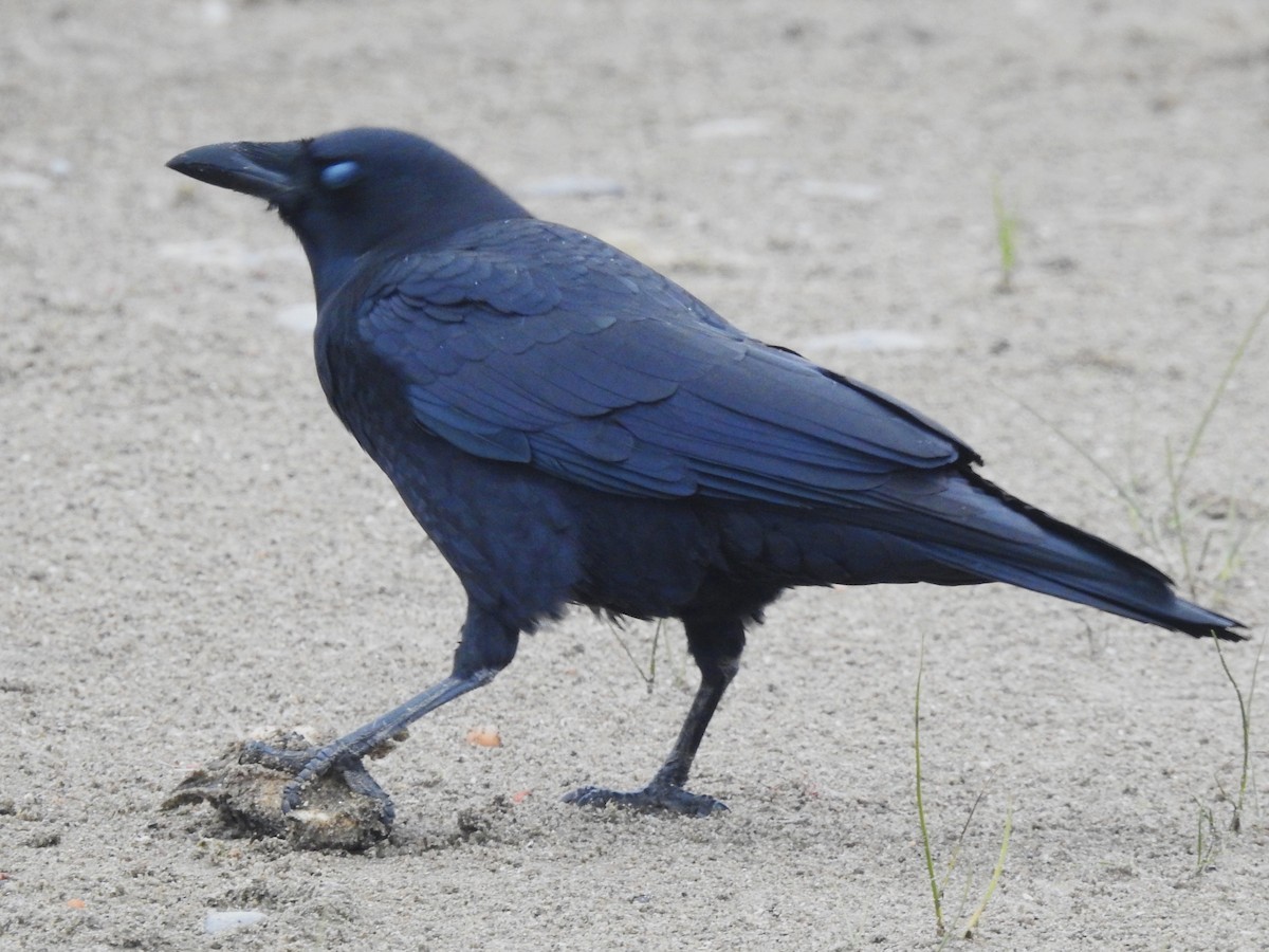 Corneille d'Amérique - ML644708976