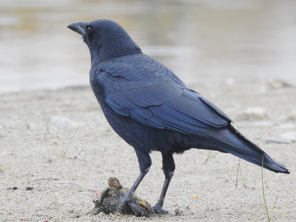 Corneille d'Amérique - ML644708977