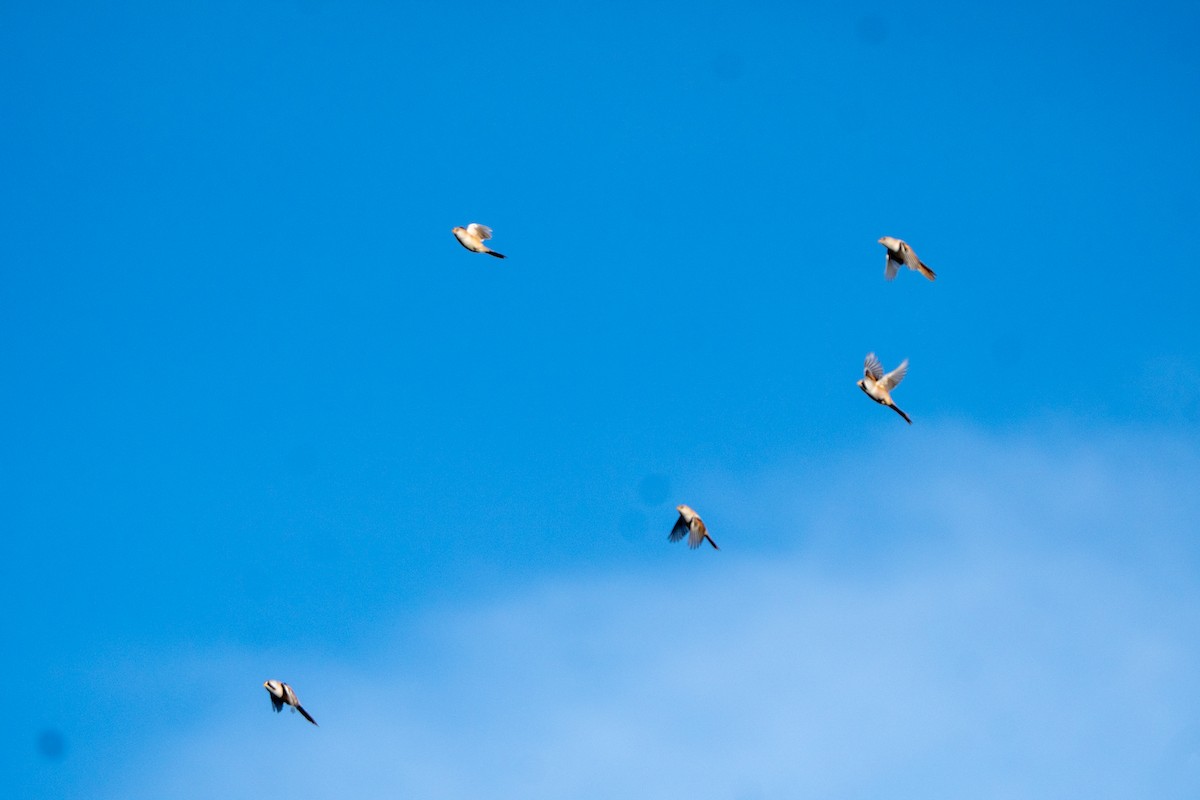 Panure à moustaches - ML644708979