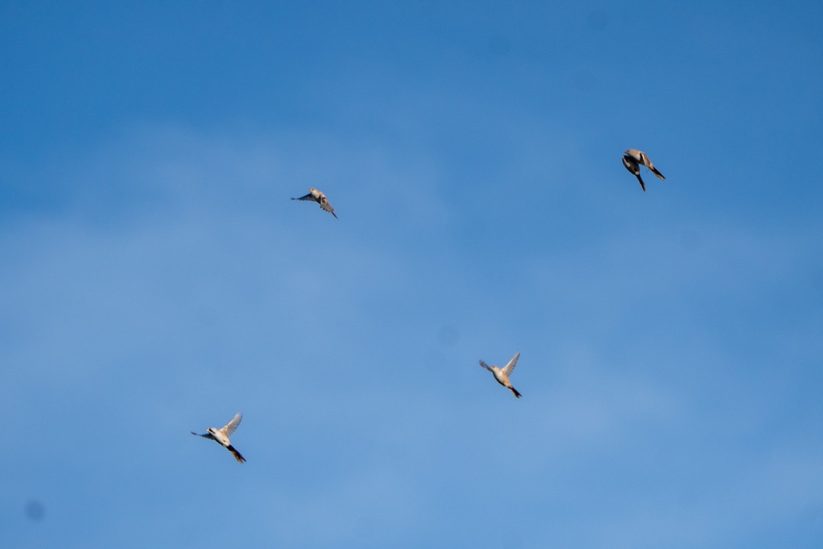 Bearded Reedling - ML644708980