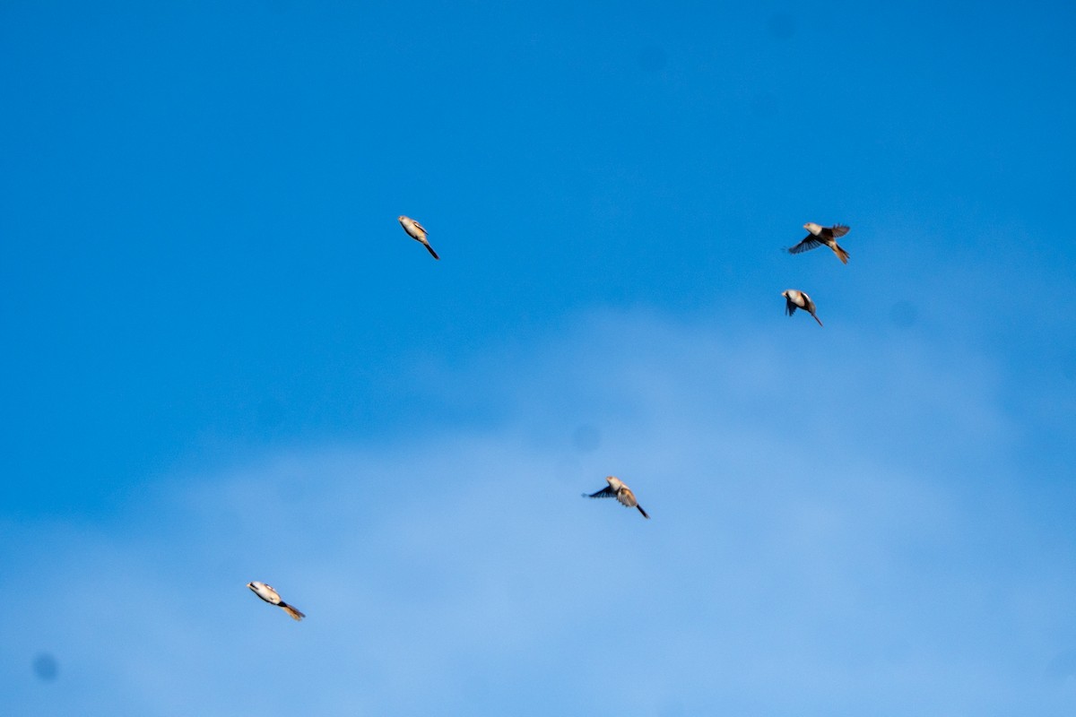 Bearded Reedling - ML644708981