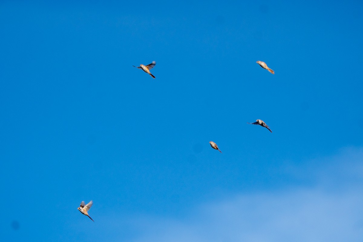 Panure à moustaches - ML644708982