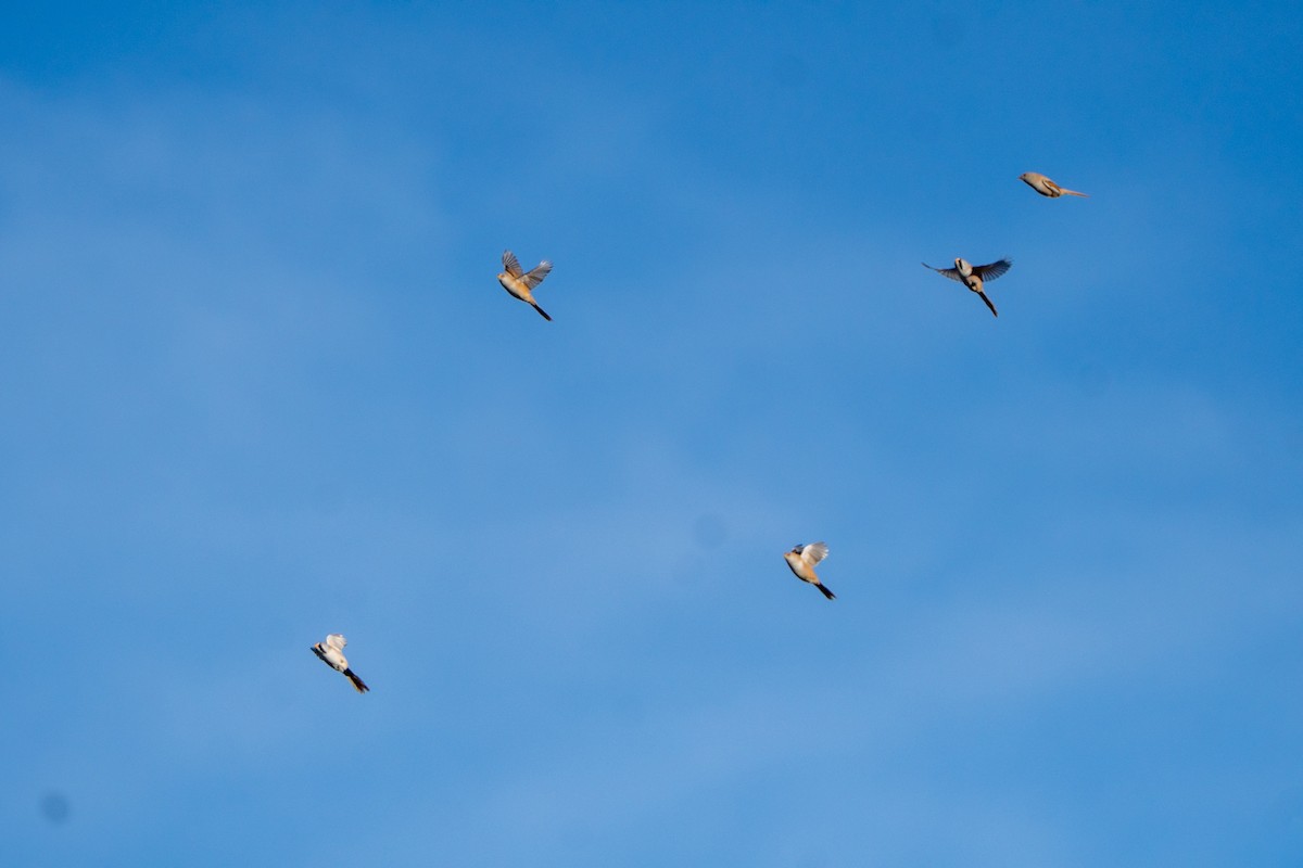 Panure à moustaches - ML644708983