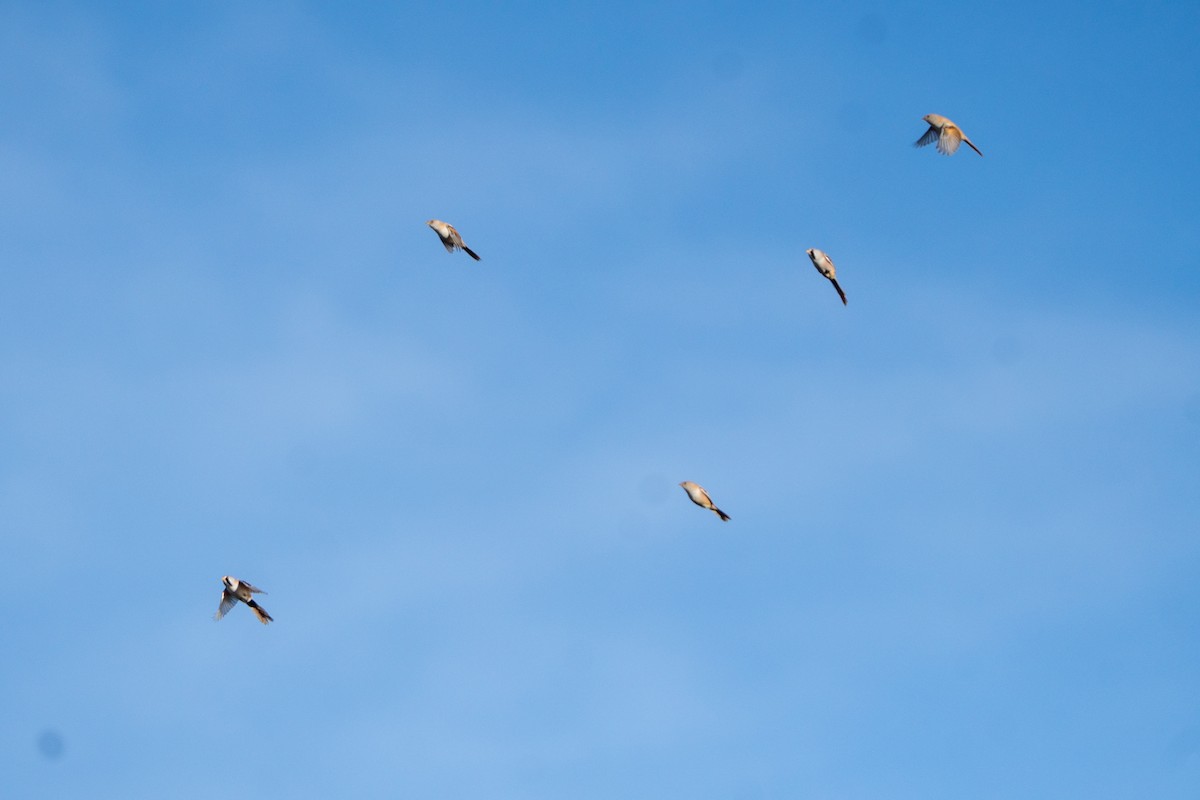 Bearded Reedling - ML644708984