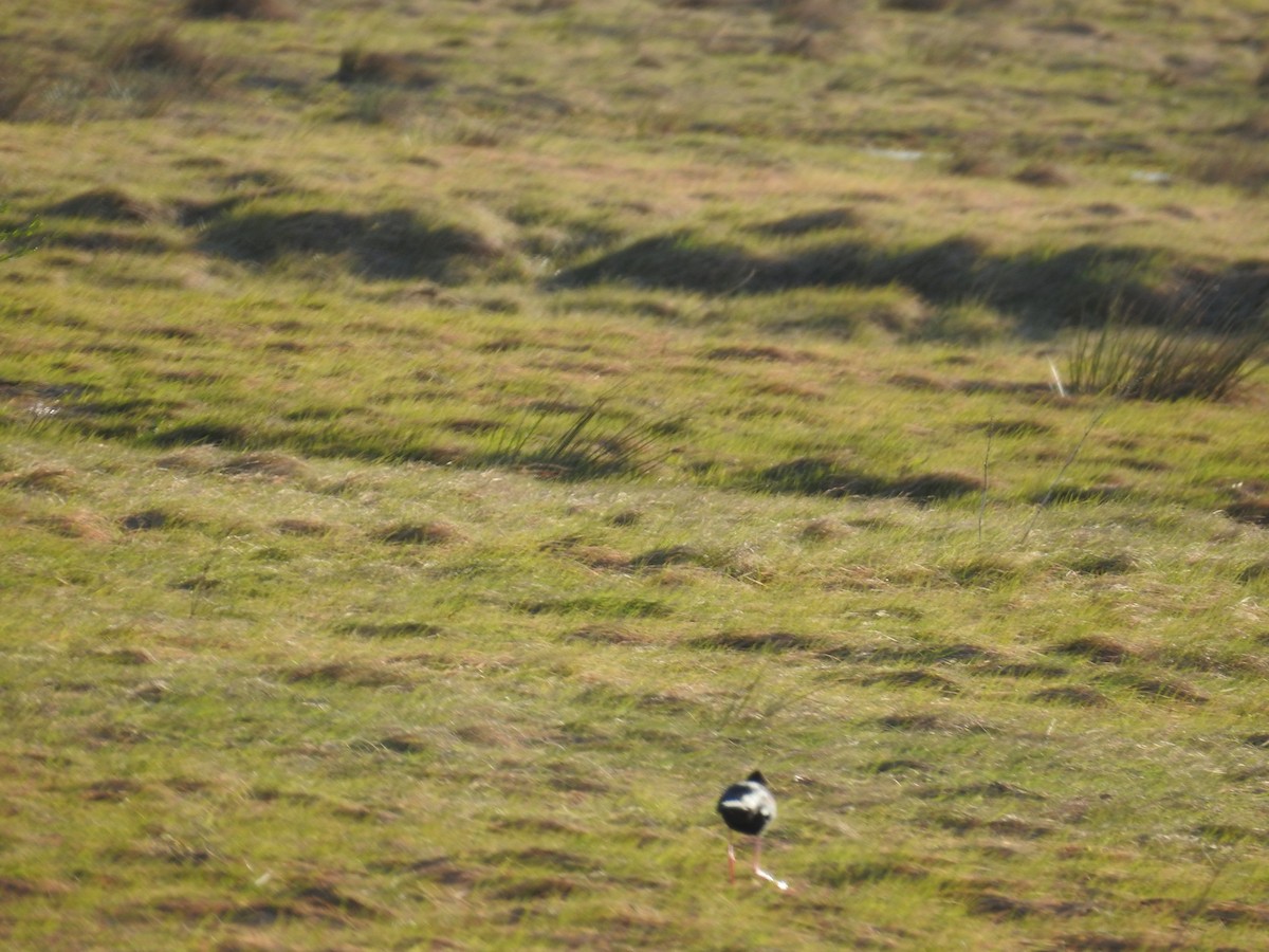 Échasse noire - ML644708985