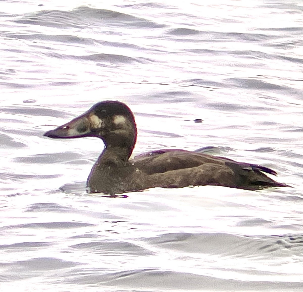 Macreuse à front blanc - ML644708991