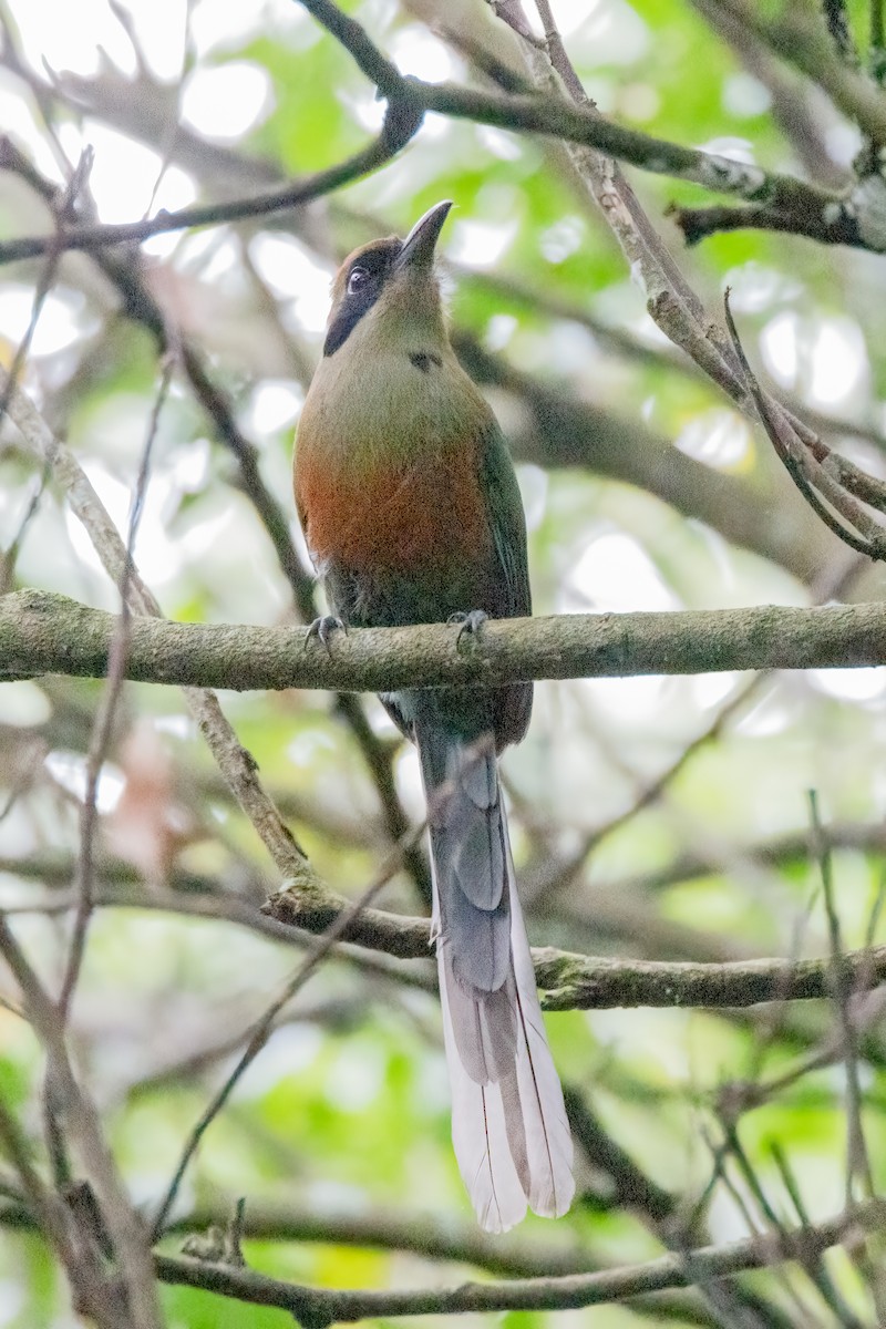 Rufous-capped Motmot - ML644708992