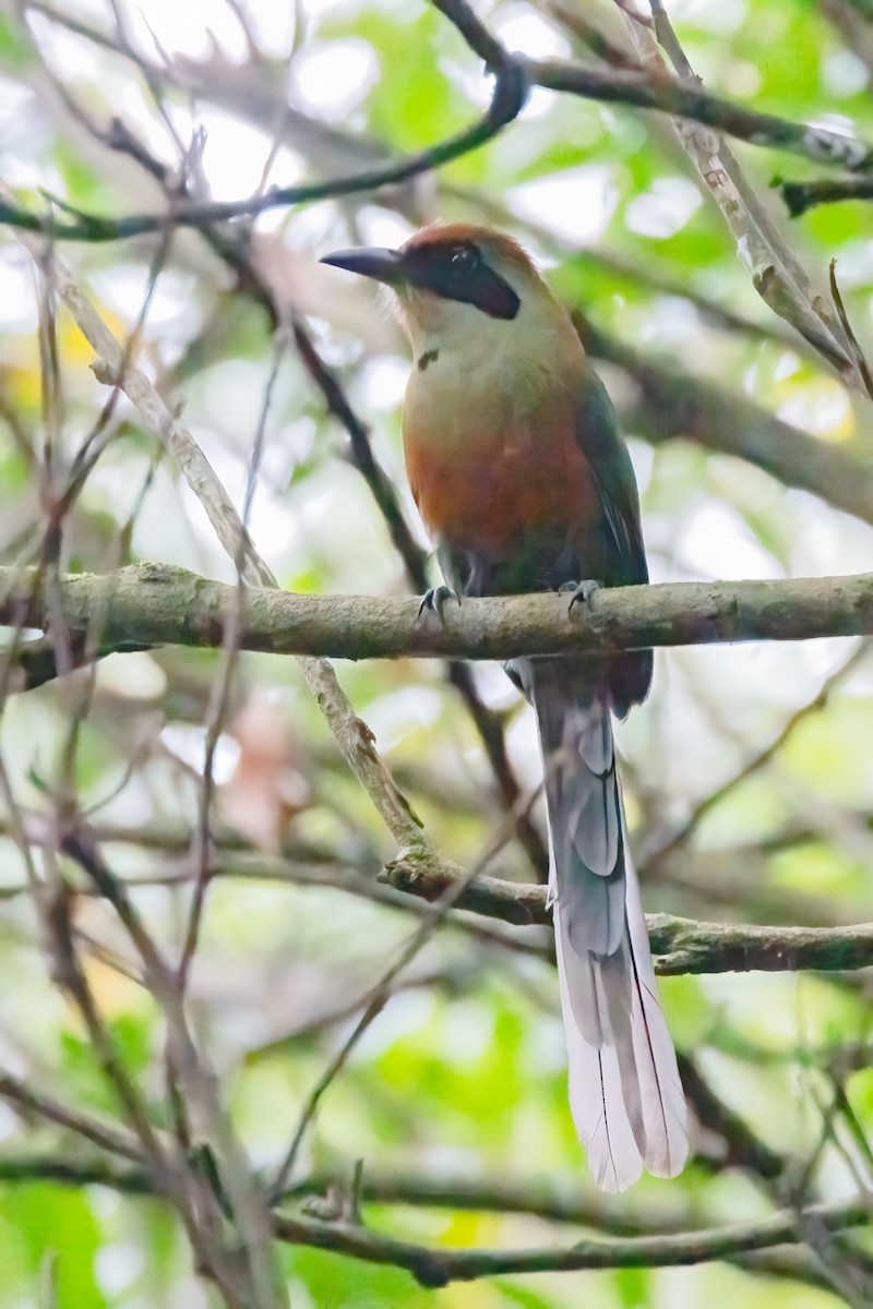 Motmot oranroux - ML644708993