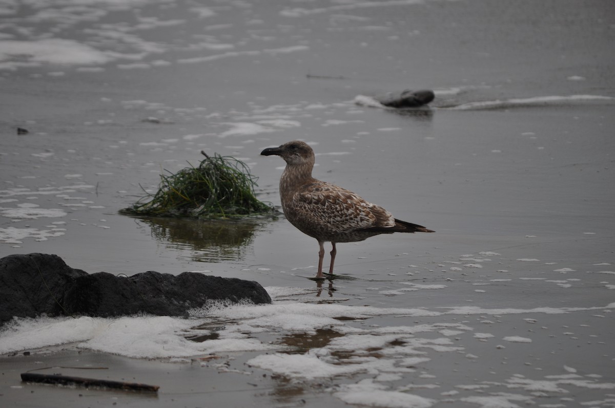 Goéland d'Audubon - ML644708994