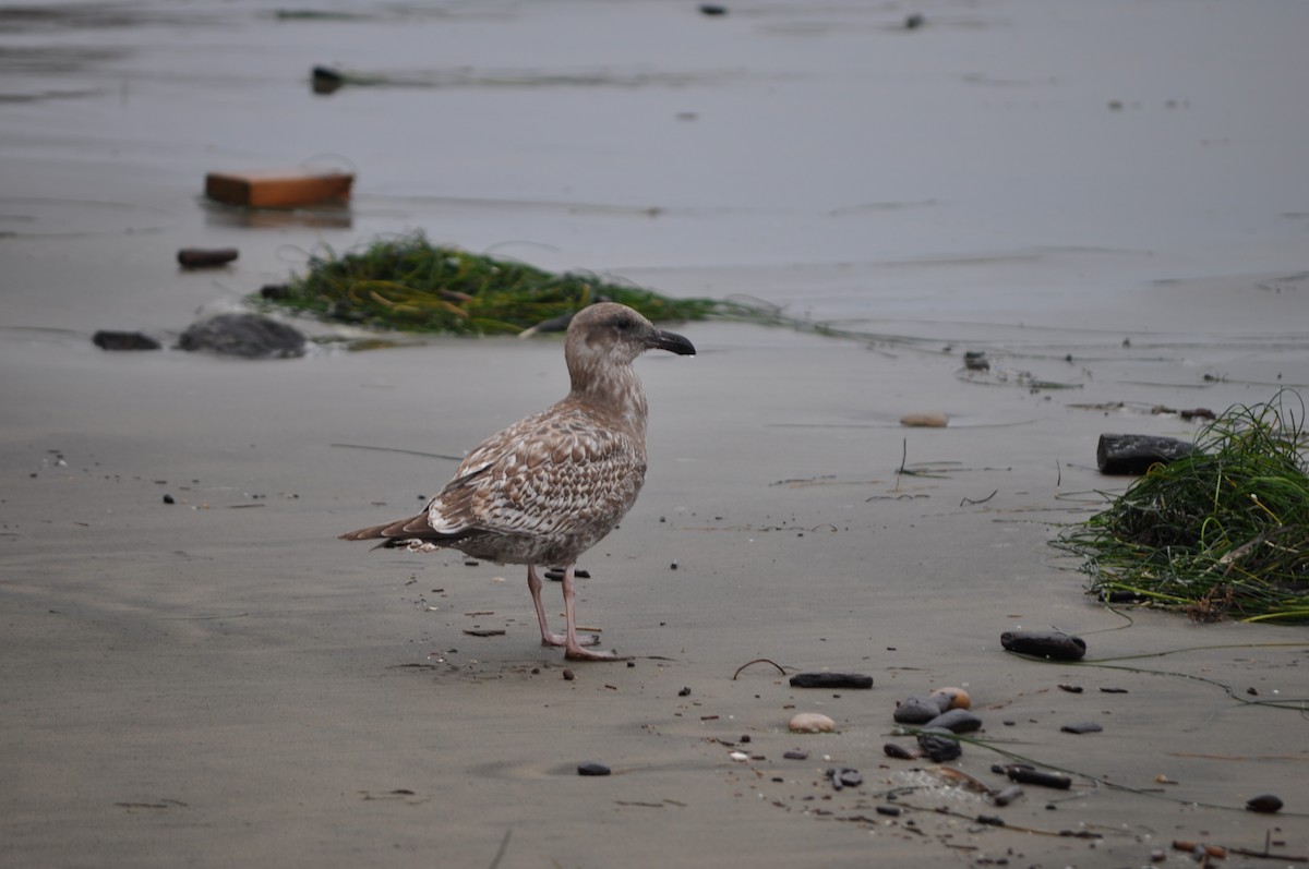 Goéland d'Audubon - ML644708995