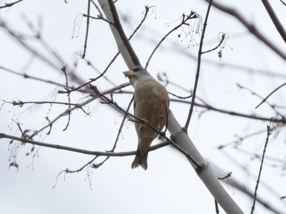 Evening Grosbeak - ML644708996
