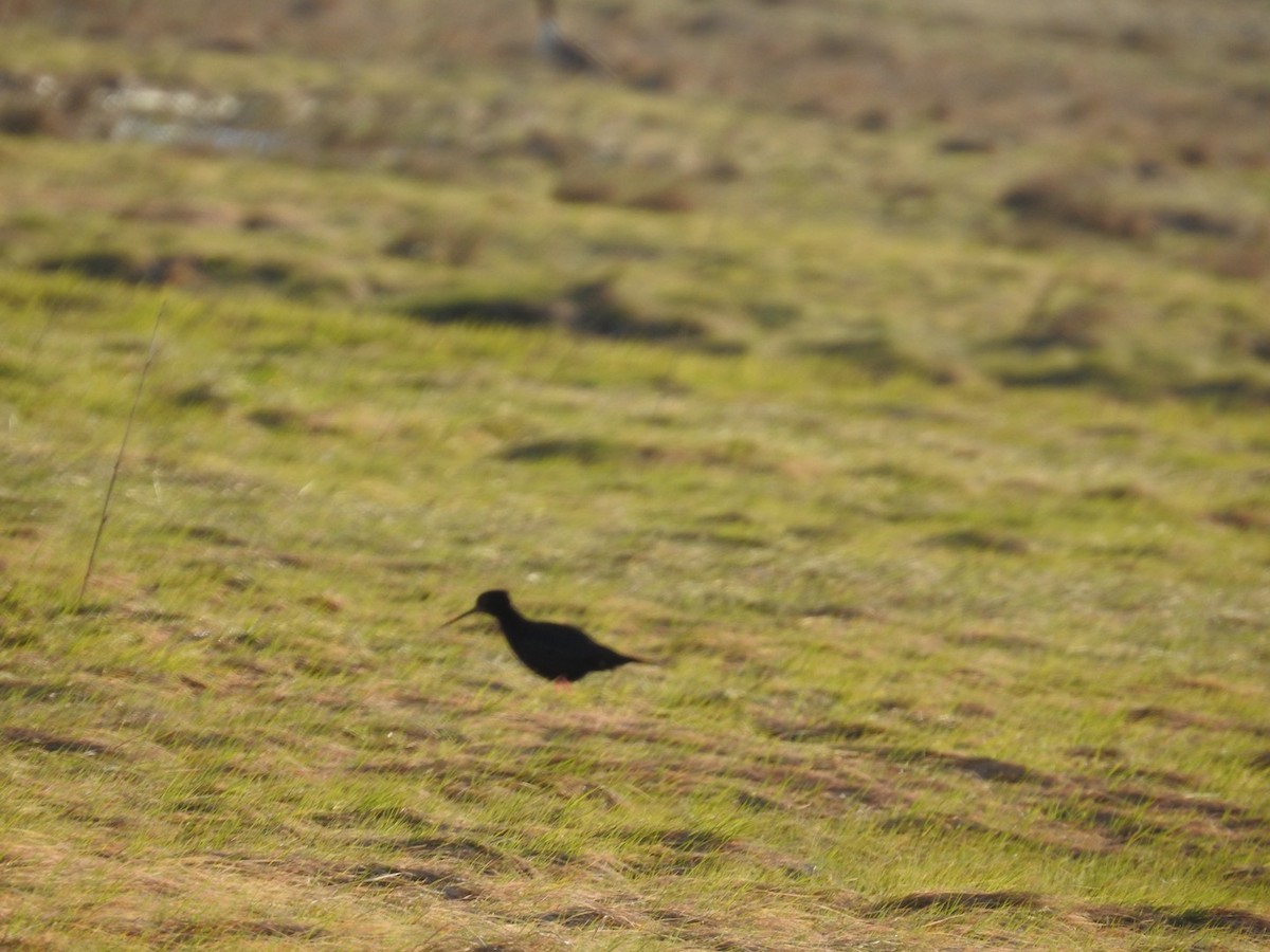 Échasse noire - ML644709000