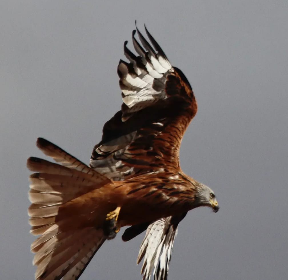 Milan royal - ML644709001