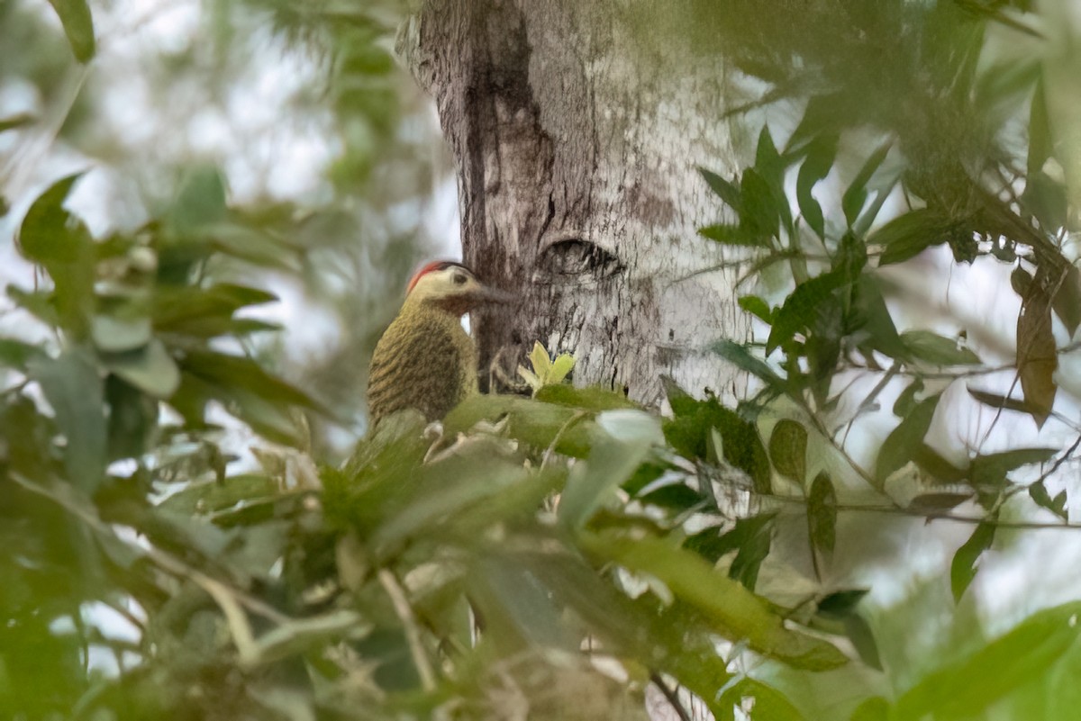 Green-barred Woodpecker - ML644709004