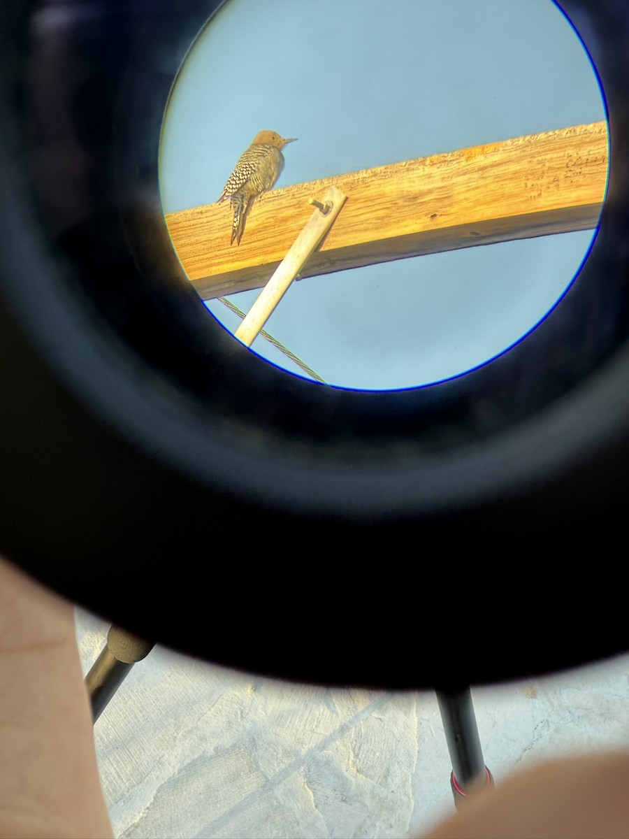 Gila Woodpecker - ML644709005