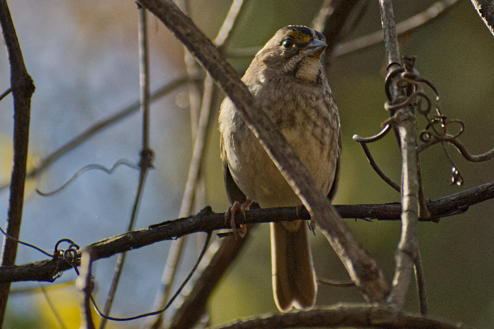 White-throated Sparrow - ML644709006