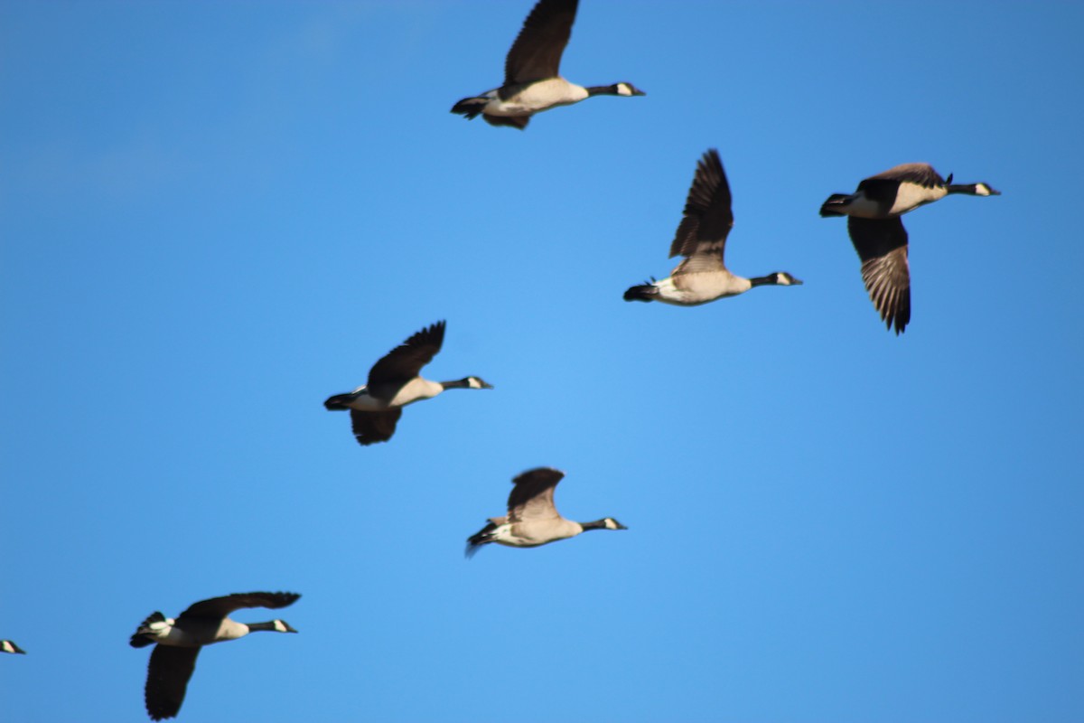 berneška velká - ML644709007