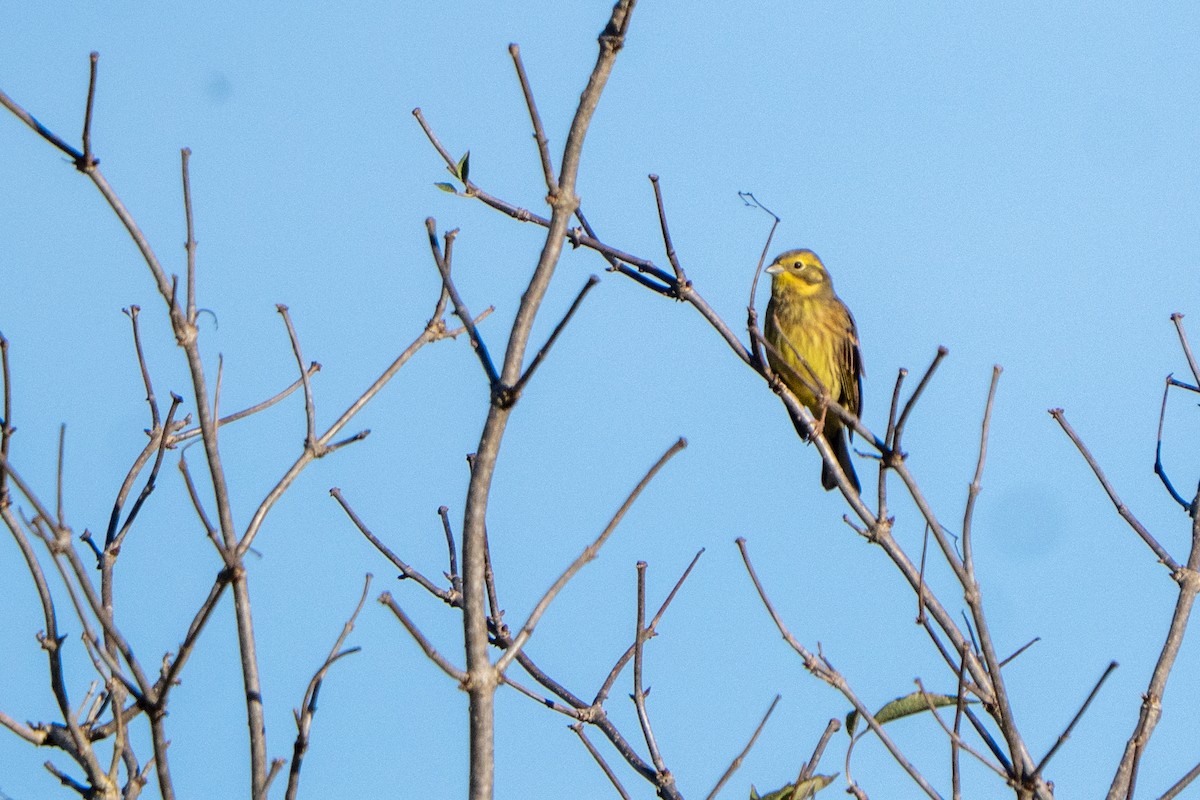 Yellowhammer - ML644709022