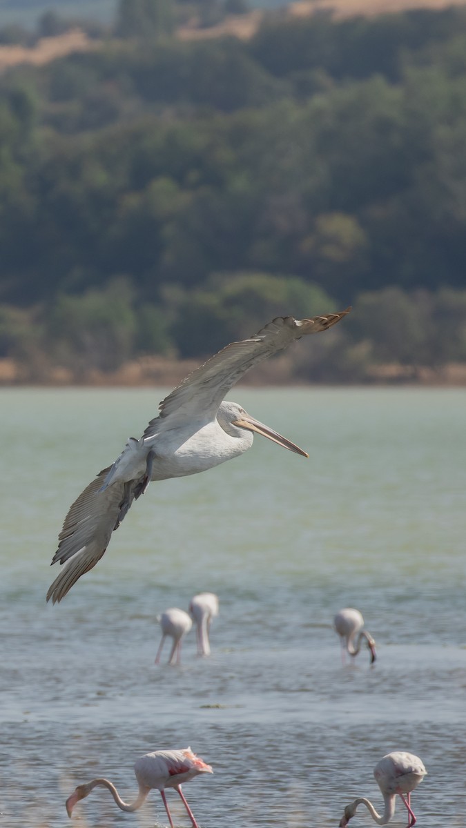 Dalmatian Pelican - ML644709027