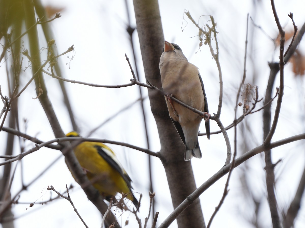 Evening Grosbeak - ML644709034