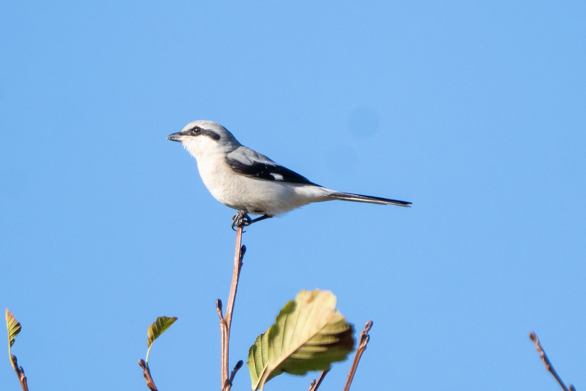 Great Gray Shrike - ML644709035